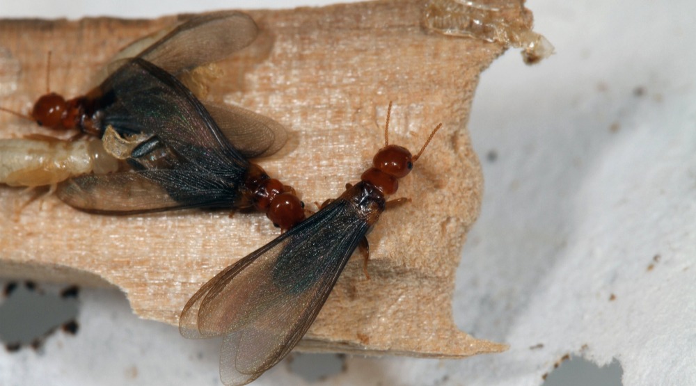 飞蚁是雨天过后的常客,故有大水蚁的俗称