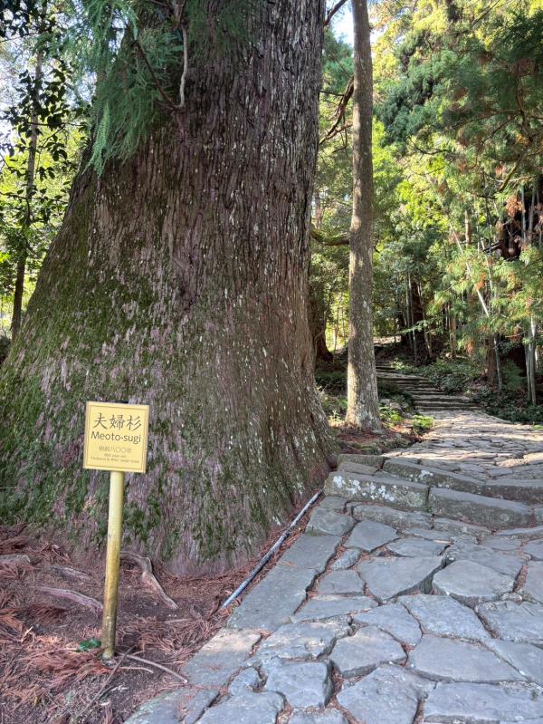 3/24、4/15 ﻿朝聖之路熊野三山 櫻花溫泉5日 高雄出發