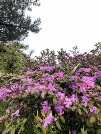 5/2.9.16.23.30、6/6.13.19.20合歡賞杜鵑花一日遊