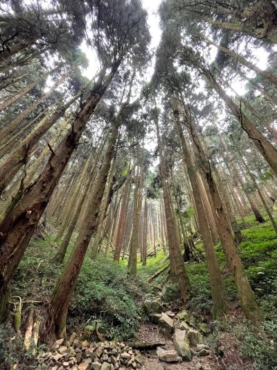 5/30特富野古道+鹿林神木一日 已開團 歡迎報名~!!