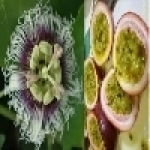 茶噹噹飲料加盟商