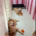 寵愛你我他寵物住宿寵物安親