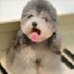 米雅寵物美容精品店