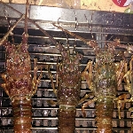 好蝦活泰國蝦&生猛海鮮料理