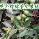 雙冬檸檬養生農場無子檸檬專賣區