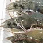 大廣小舖海鮮批發宅配