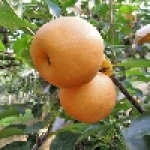 和豐農園三灣梨的專家