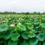 花現城市景觀設計