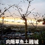向陽草魚土雞城