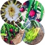 德崎壺新鮮水果園