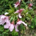 李子紅休閒露營