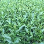 上露茶葉