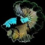 魚痴的秘密花園