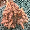 花蓮紅薑黃姐姐