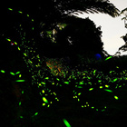 漫步雲端森林廚房