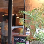 Caffe' Mio 我的咖啡