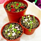 甘本堂蛋糕烘焙坊