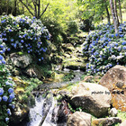 南庄高山青農場