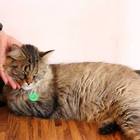 貓老闆(大里路店)