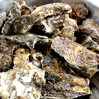 七股龍海號生態行程之烤蚵吃到飽