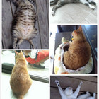 貓極簡(宜蘭店)