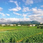 錘子咖啡烘焙坊Twi A Coffee Roasters