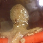 觀海 炭烤第一家