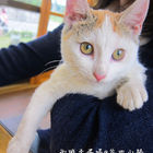花田小路