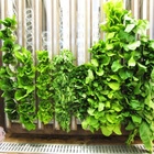 VEGE CREEK 蔬河(綠園道店)