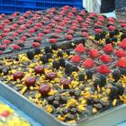 波蘭保羅爸爸的手工點心 We Love Poonch-Key