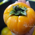 蘿菈森林咖啡民宿