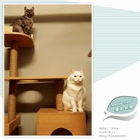 Katze cafe' 優米胡椒