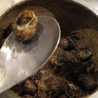 黃金海岸活蝦之家(汐止店)