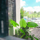 日光湖畔風味飲食館