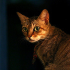 海很藍影像咖啡