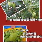 枋山盧家芒果~梅粉情人果乾和原味情人果