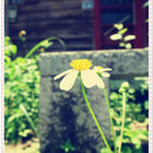 古拉斯天園泰雅風味餐廳