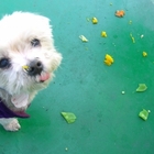 欣光楓閣庭園咖啡