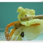 包鮮料理(什錦花椰菜)