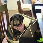 Fat Chef's Kitchen 胖主廚的廚房