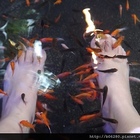 九號咖啡溫泉魚(德陽店)