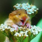 王媽媽大腸麵線