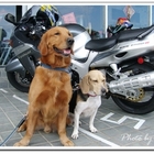 銀合歡森林咖啡