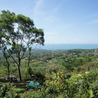 咖啡樹景觀花園