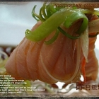 沙里仙虹鱒養殖場