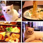 Stars.cat 星空.cat蔬食料理坊