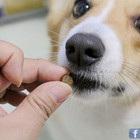 BEST BREED貝斯比全天然優質乾糧