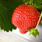 莓圃觀光休閒果園餐飲部