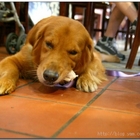 吧哩國形象餐館