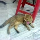 多一家無國界料理廚房